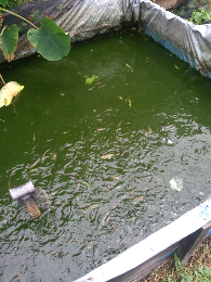 menjual lele sangkuriang