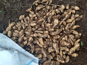 umbi jalar/umbi ketela
