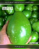 ALPUKAT MENTEGA LAMPUNG GRADE A SUPER