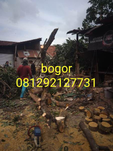 potong pohon bogor 