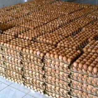 Jual Telur Ayam mentah untuk konsumsi