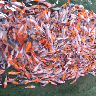 Benih Ikan Koi Lokal Sukabumi