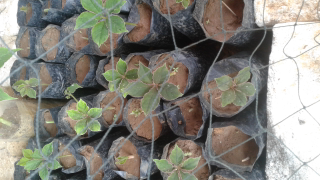 bibit porang polybax