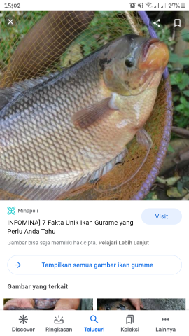 stok gurame hidup dan fresh