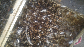 kotoran ayam petelur& bangkok murni