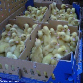 Jual DOD atau Bibit Bebek Peking Pedaging Untuk Pulau Kalimantan