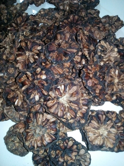 mengkudu kering