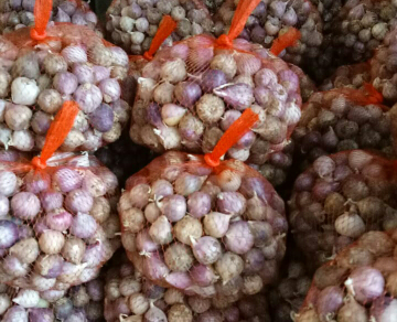 Bawang Tunggal/Bawang Lanang