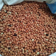 Jual Kacang Afrika Sudan