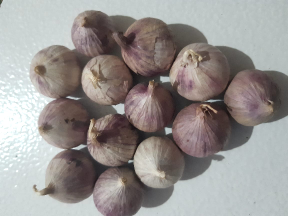 bawang putih tunggal