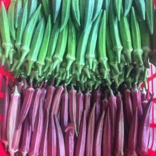 OKRA ( MERAH & HIJAU )