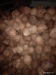 kelapa tua