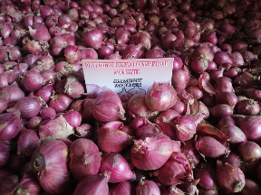 Bawang merah probolinggo