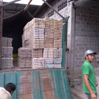 Jual (Supplier) Egg Tray Telur 