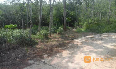 tanah kebun pedesaan atau garapan