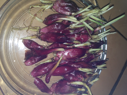 bawang berlian(brambang dayak)
