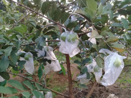 Lada hitam kapulaga jambu kristal
