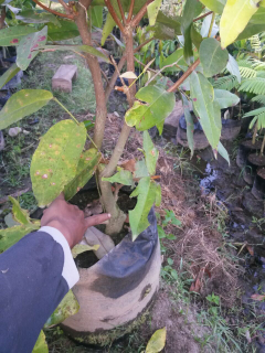 bibit tanaman dan buah-buahan