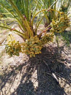 jual pohon kurma /