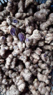 Kunyit Hitam ( Black Ginger )