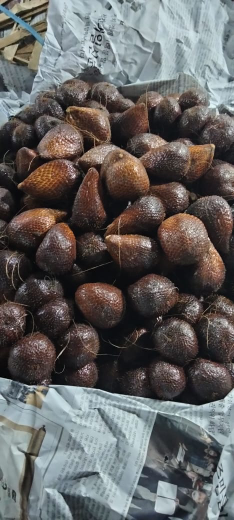 Salak Pondoh Baru Petik Dari Kebun