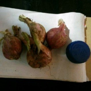 Bawang sumenep