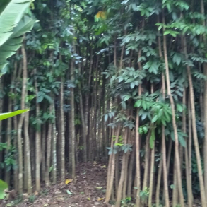 jual pohon mahoni 