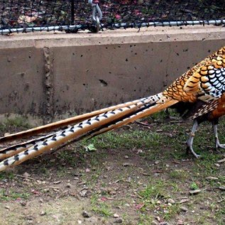  Jual Reeves Pheasent Dewasa