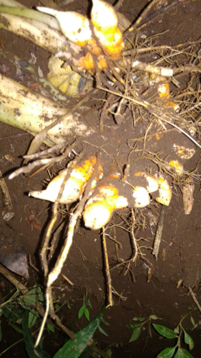 kunyit segar Dan kering