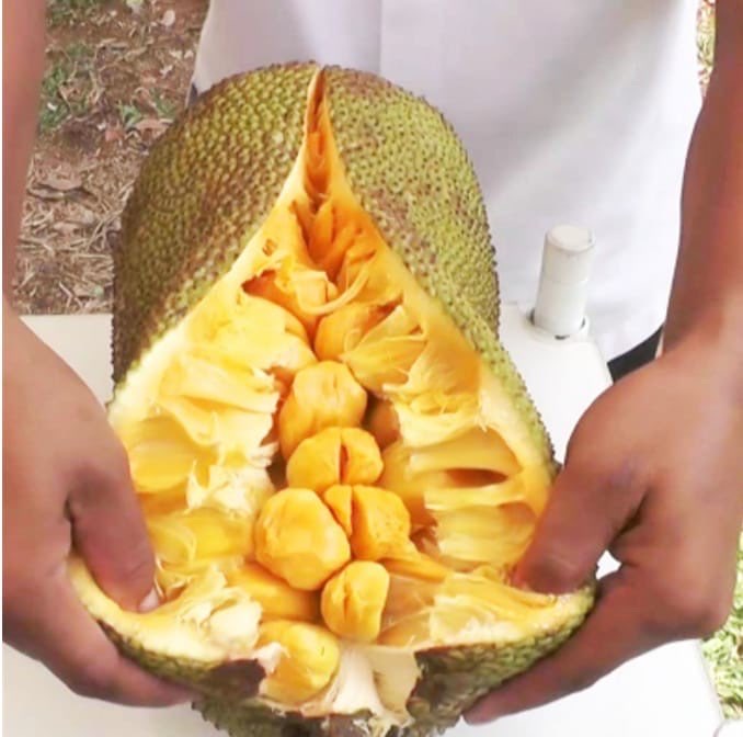 Cempedak Kuning Sumatra
