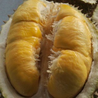 bibit durian musang king kaki 3 kualitas super rasa buah yang manis legit