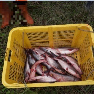 Ikan Patin Segar