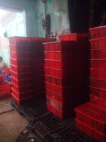 jual manggis expor quality terbaik
