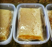 Madu Sarang