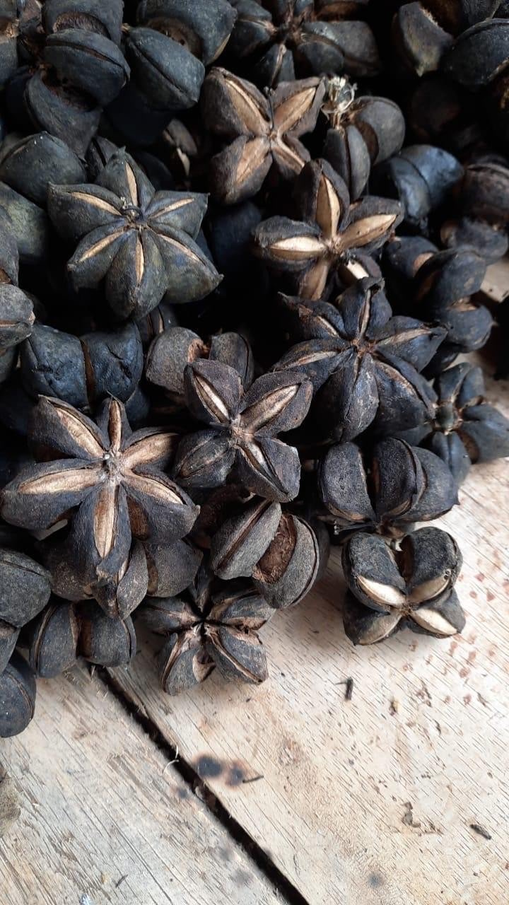 Kacang Sancha Saichi