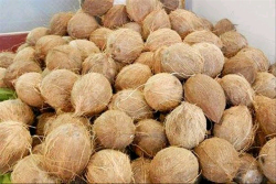 DIJUAL KELAPA TUA SEGAR (PER KILOGRAM )