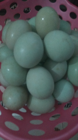 telur bebek segar