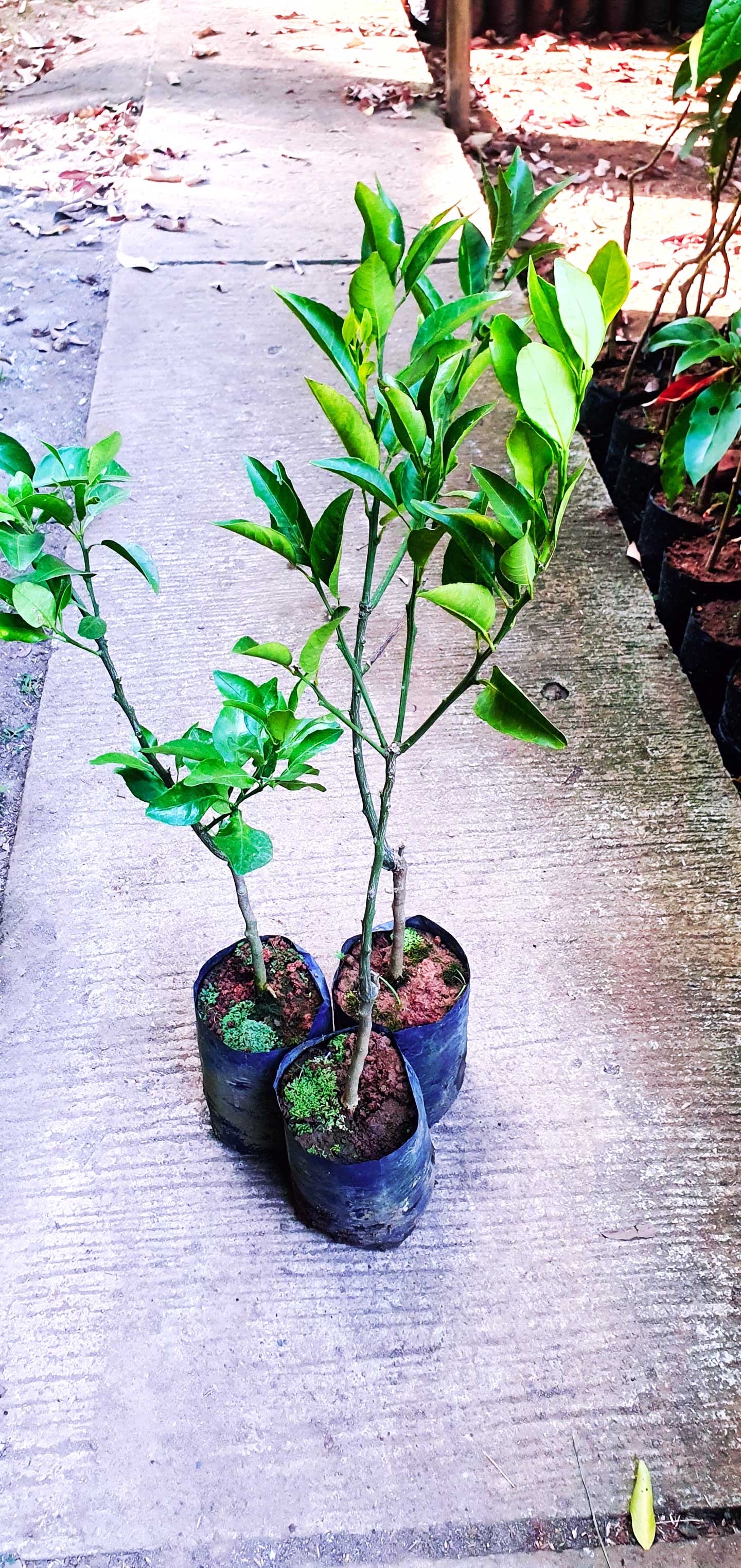 Jual Bibit Jeruk Dekopon