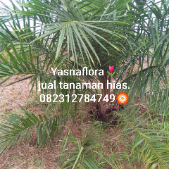 jual pohon kelapa sawit 