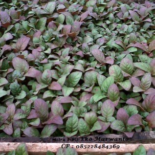 Bibit Jabon / Sosis Jabon siap kirim keluar Jawa harga super murah berkualitas