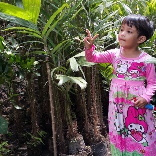 Jual bibit bibit salak Madu asli Sleman Yogyakarta