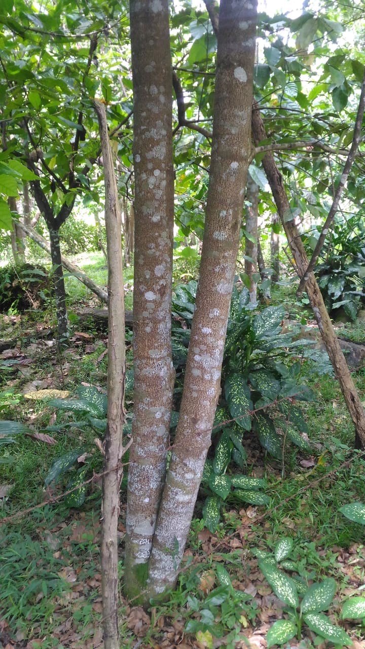 POHON GAHARU