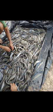 ikan lele