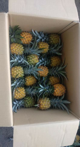 Nanas Madu Asli Pemalang