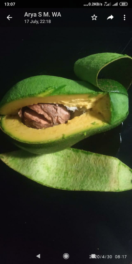bibit alpukat