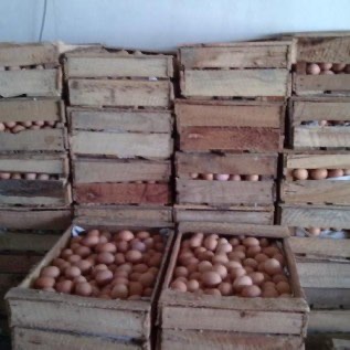 elur Ayam Segar Langsung Kandang