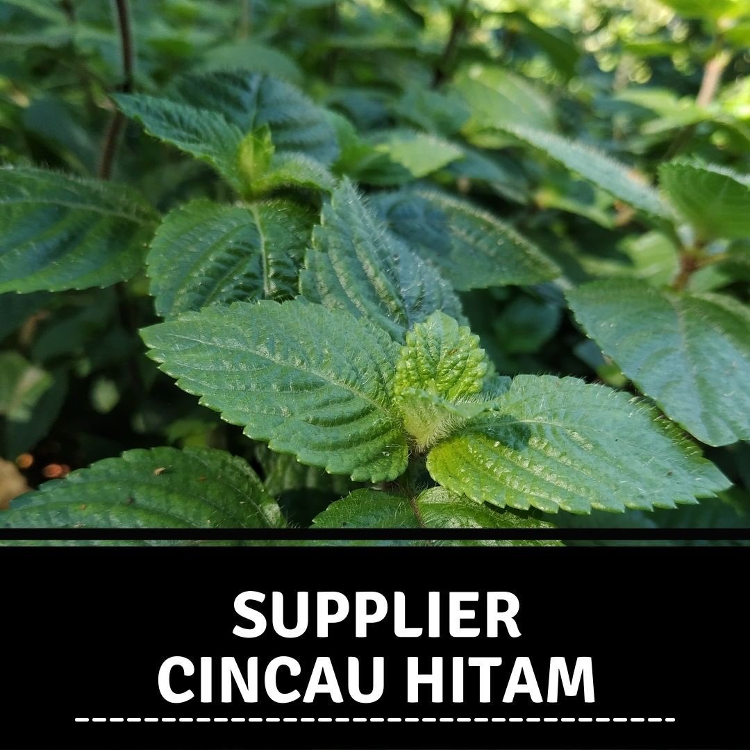 Supplier Cincau Hitam Di Dairi Stok Banyak Langsung Dari Pegunungan