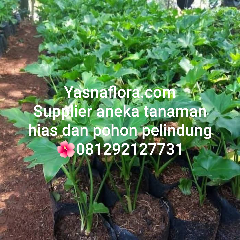 jual tanaman hias 08.12.92.12.77.31