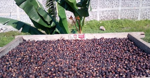 jual lerak