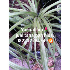 jual pohon nolina 
